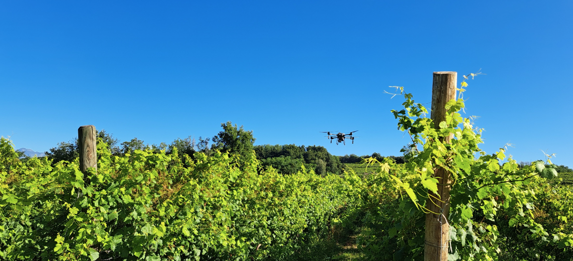 Distribuzione con drone in vigneto
